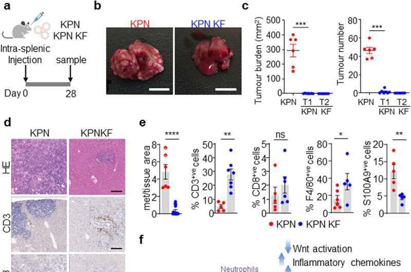 Gene discovery paves way for advanced treatment of pancreatic and colorectal cancer