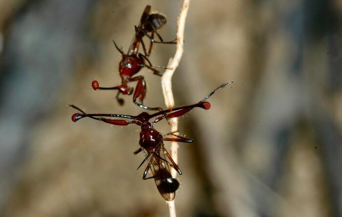 A conflict between straw-eyed flies