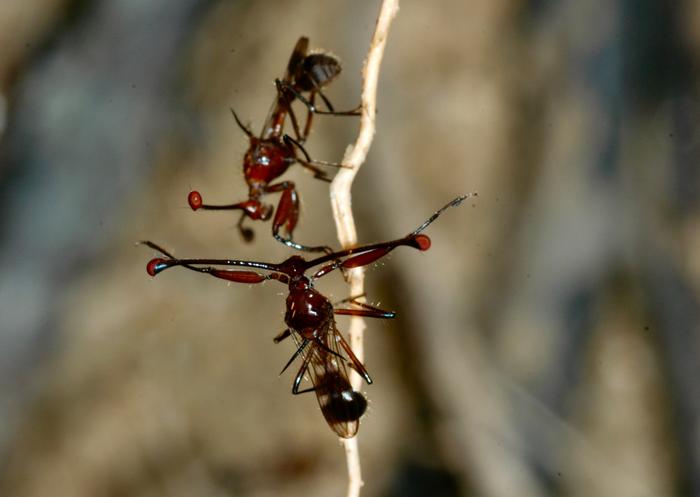 A conflict between straw-eyed flies