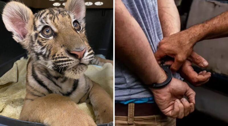 smuggling wildlife tiger cub parrots exotic endangered animals...